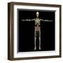 3D Rendering of Human Lymphatic System with Skeleton-Stocktrek Images-Framed Art Print