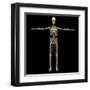 3D Rendering of Human Lymphatic System with Skeleton-Stocktrek Images-Framed Art Print