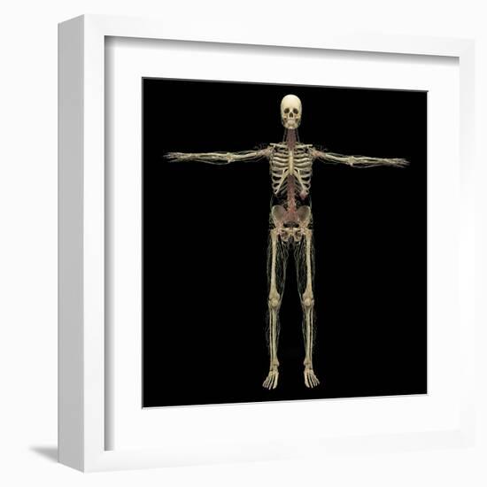 3D Rendering of Human Lymphatic System with Skeleton-Stocktrek Images-Framed Art Print