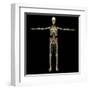 3D Rendering of Human Lymphatic System with Skeleton-Stocktrek Images-Framed Art Print