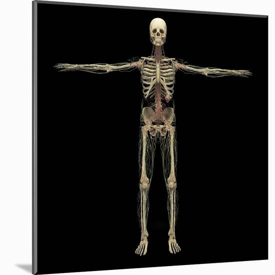 3D Rendering of Human Lymphatic System with Skeleton-Stocktrek Images-Mounted Art Print