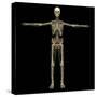 3D Rendering of Human Lymphatic System with Skeleton-Stocktrek Images-Stretched Canvas