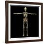3D Rendering of Human Lymphatic System with Skeleton-Stocktrek Images-Framed Art Print
