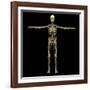 3D Rendering of Human Lymphatic System with Skeleton-Stocktrek Images-Framed Art Print