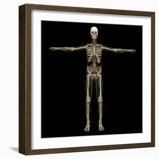 3D Rendering of Human Lymphatic System with Skeleton-Stocktrek Images-Framed Art Print