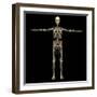 3D Rendering of Human Lymphatic System with Skeleton-Stocktrek Images-Framed Art Print