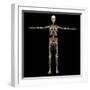 3D Rendering of Human Lymphatic System with Skeleton-Stocktrek Images-Framed Art Print