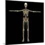 3D Rendering of Human Lymphatic System with Skeleton-Stocktrek Images-Mounted Art Print