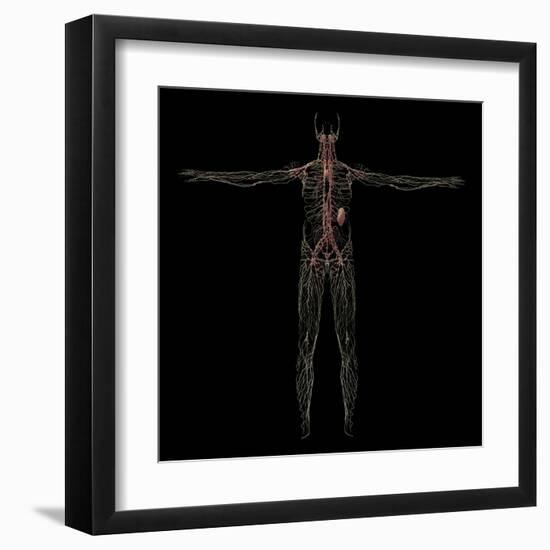 3D Rendering of Human Lymphatic System-Stocktrek Images-Framed Art Print