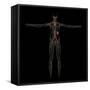 3D Rendering of Human Lymphatic System-Stocktrek Images-Framed Stretched Canvas