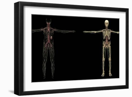 3D Rendering of Human Lymphatic System-Stocktrek Images-Framed Art Print