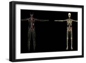 3D Rendering of Human Lymphatic System-Stocktrek Images-Framed Art Print