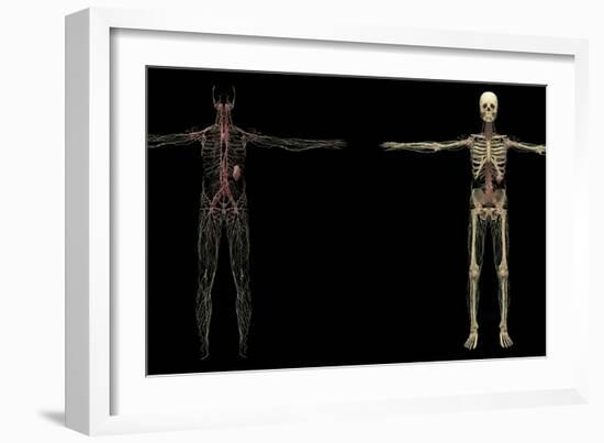 3D Rendering of Human Lymphatic System-Stocktrek Images-Framed Art Print
