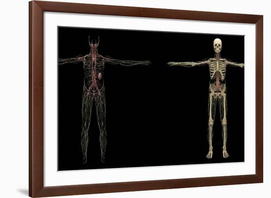 3D Rendering of Human Lymphatic System-Stocktrek Images-Framed Art Print