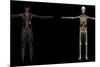 3D Rendering of Human Lymphatic System-Stocktrek Images-Mounted Art Print