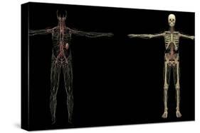 3D Rendering of Human Lymphatic System-Stocktrek Images-Stretched Canvas