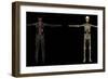 3D Rendering of Human Lymphatic System-Stocktrek Images-Framed Premium Giclee Print