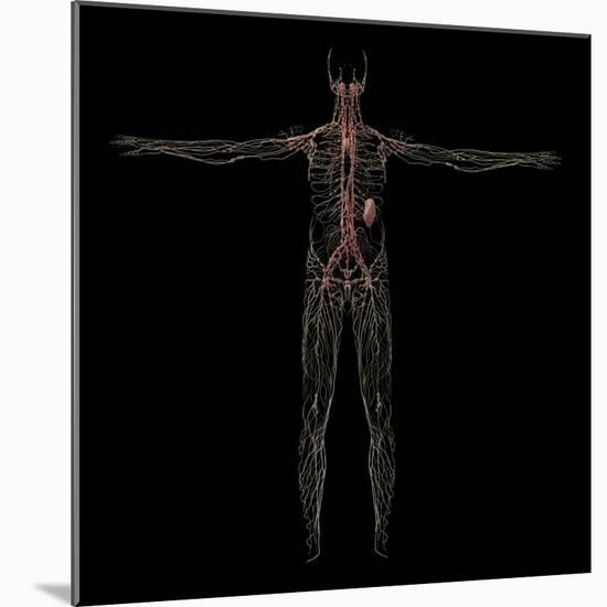 3D Rendering of Human Lymphatic System-Stocktrek Images-Mounted Art Print