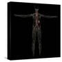 3D Rendering of Human Lymphatic System-Stocktrek Images-Stretched Canvas