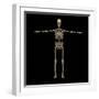 3D Rendering of Human Skeletal System, Front View-Stocktrek Images-Framed Art Print