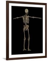 3D Rendering of Human Skeletal System, Rear View-Stocktrek Images-Framed Art Print