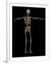 3D Rendering of Human Skeletal System, Rear View-Stocktrek Images-Framed Art Print