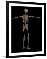 3D Rendering of Human Skeletal System, Rear View-Stocktrek Images-Framed Art Print