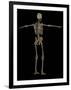 3D Rendering of Human Skeletal System, Rear View-Stocktrek Images-Framed Art Print