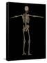 3D Rendering of Human Skeletal System, Rear View-Stocktrek Images-Framed Stretched Canvas