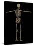 3D Rendering of Human Skeletal System, Rear View-Stocktrek Images-Stretched Canvas