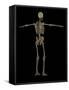 3D Rendering of Human Skeletal System, Rear View-Stocktrek Images-Framed Stretched Canvas