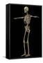 3D Rendering of Human Skeletal System, Side View-Stocktrek Images-Framed Stretched Canvas