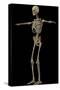 3D Rendering of Human Skeletal System, Side View-Stocktrek Images-Stretched Canvas