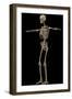 3D Rendering of Human Skeletal System, Side View-Stocktrek Images-Framed Art Print