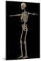 3D Rendering of Human Skeletal System, Side View-Stocktrek Images-Mounted Art Print