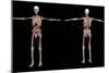 3D Rendering of Human Skeleton with Internal Organs-Stocktrek Images-Mounted Premium Giclee Print