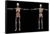 3D Rendering of Human Skeleton with Internal Organs-Stocktrek Images-Framed Stretched Canvas
