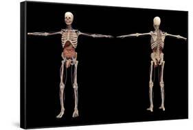 3D Rendering of Human Skeleton with Internal Organs-Stocktrek Images-Framed Stretched Canvas