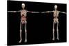 3D Rendering of Human Skeleton with Internal Organs-Stocktrek Images-Stretched Canvas