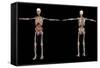 3D Rendering of Human Skeleton with Internal Organs-Stocktrek Images-Framed Stretched Canvas