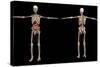 3D Rendering of Human Skeleton with Internal Organs-Stocktrek Images-Stretched Canvas