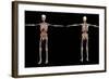 3D Rendering of Human Skeleton with Internal Organs-Stocktrek Images-Framed Art Print