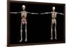 3D Rendering of Human Skeleton with Internal Organs-Stocktrek Images-Framed Art Print