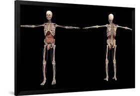 3D Rendering of Human Skeleton with Internal Organs-Stocktrek Images-Framed Art Print