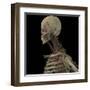 3D Rendering of Human Skull with Lymphatic System-Stocktrek Images-Framed Art Print