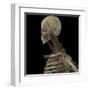 3D Rendering of Human Skull with Lymphatic System-Stocktrek Images-Framed Art Print