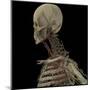 3D Rendering of Human Skull with Lymphatic System-Stocktrek Images-Mounted Art Print