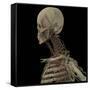 3D Rendering of Human Skull with Lymphatic System-Stocktrek Images-Framed Stretched Canvas
