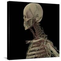 3D Rendering of Human Skull with Lymphatic System-Stocktrek Images-Stretched Canvas