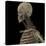 3D Rendering of Human Skull with Lymphatic System-Stocktrek Images-Stretched Canvas